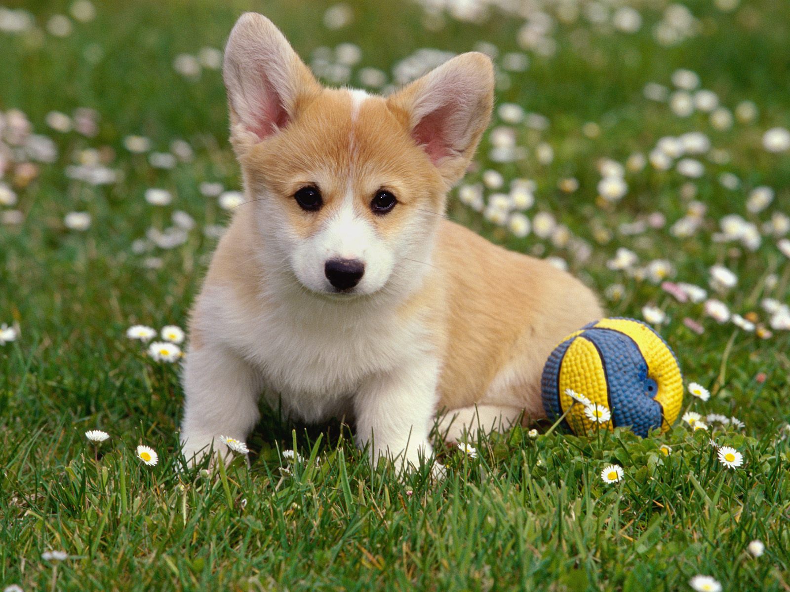 dog hd wallpapers images for dog hd dog wallpapers full hd wallpaper