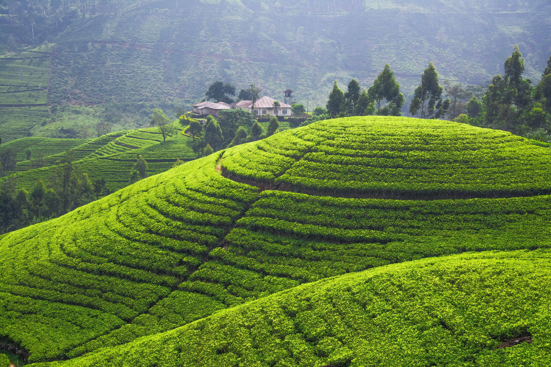 Tea Garden Wallpaper