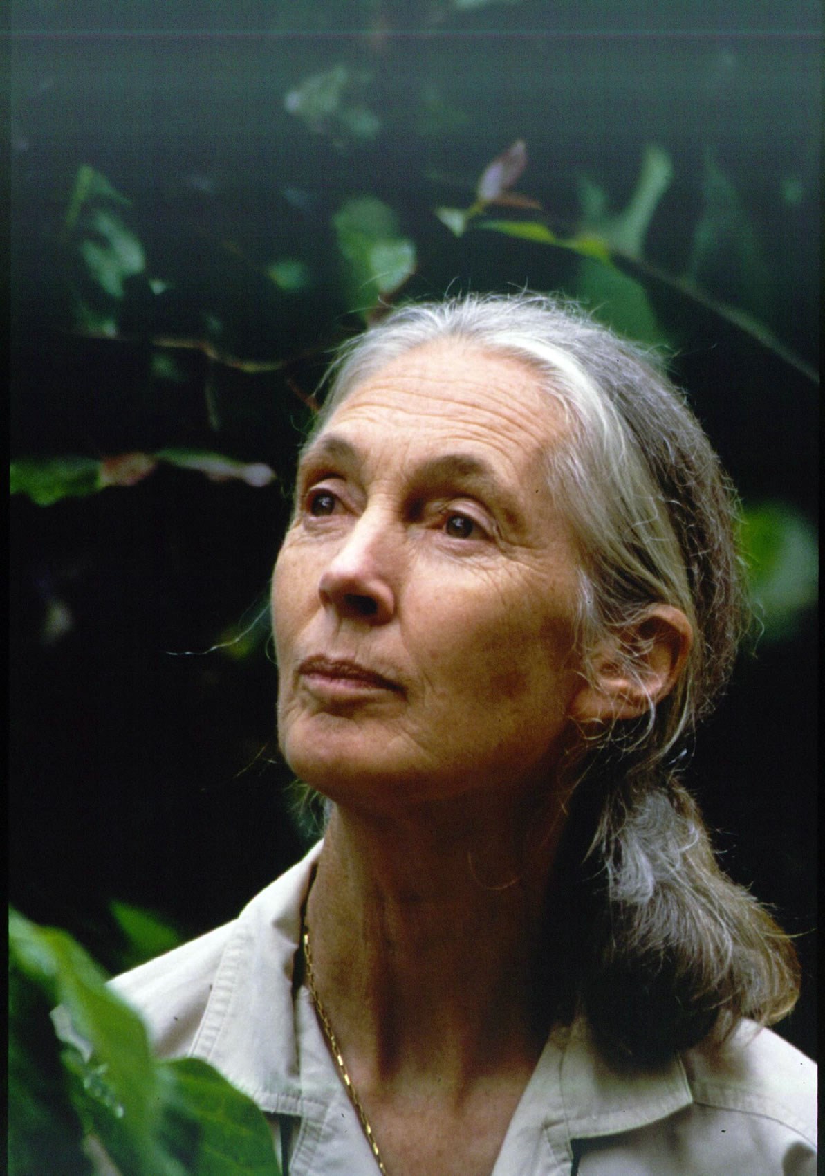 Jane Goodall Known People Famous News And