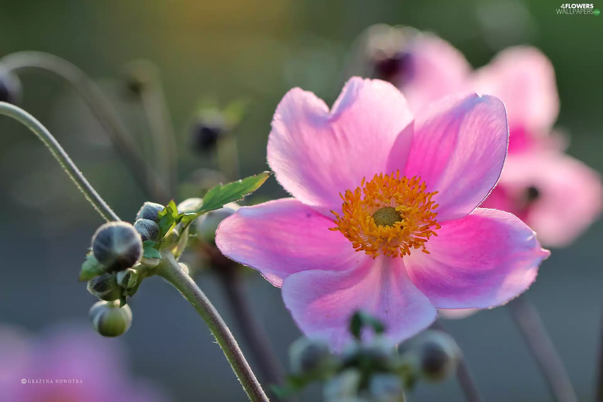 Colourfull Flowers Japanese Anemone Pink Wallpaper