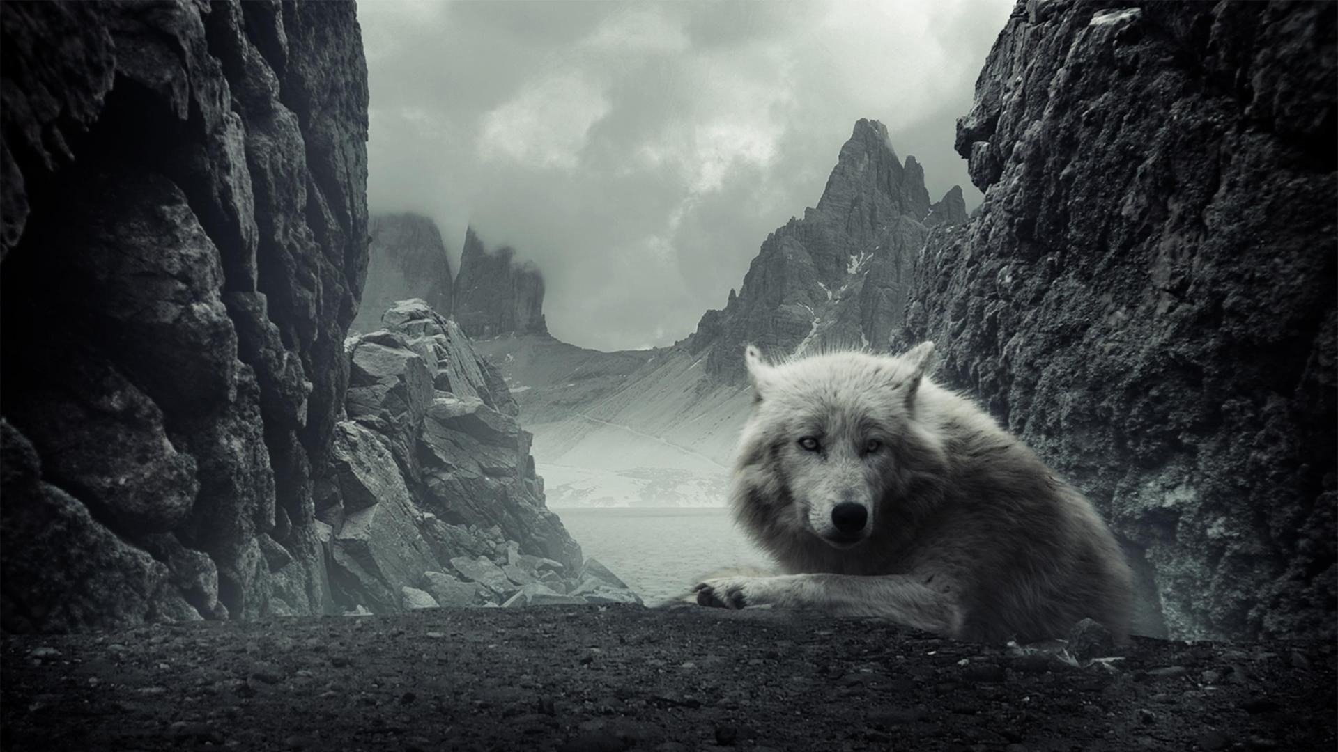 Wolf HD Wallpaper 1080p Desktop Background