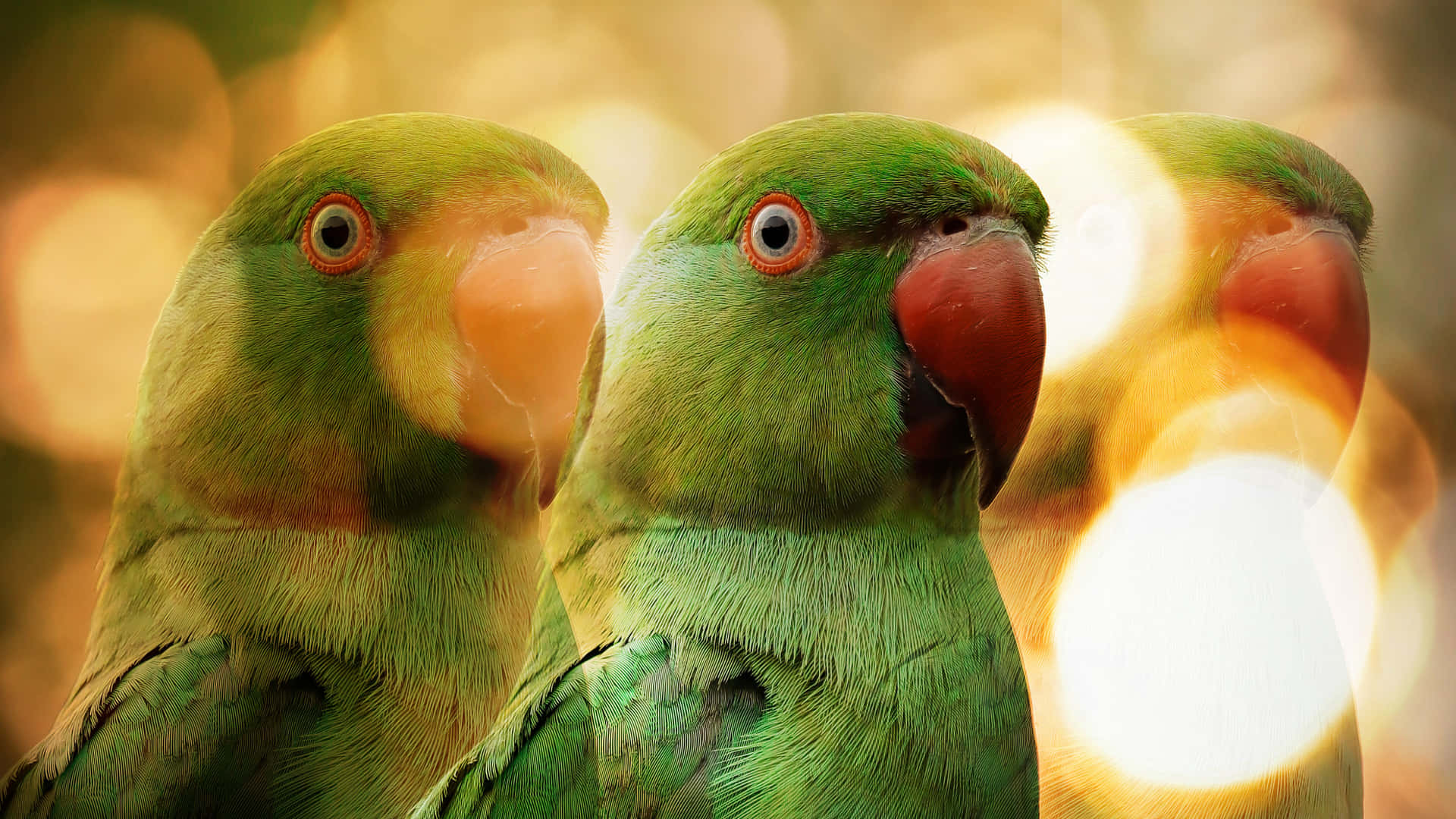 Parrot Bokeh Bhiaut8dx61x6aqj Wallpaper