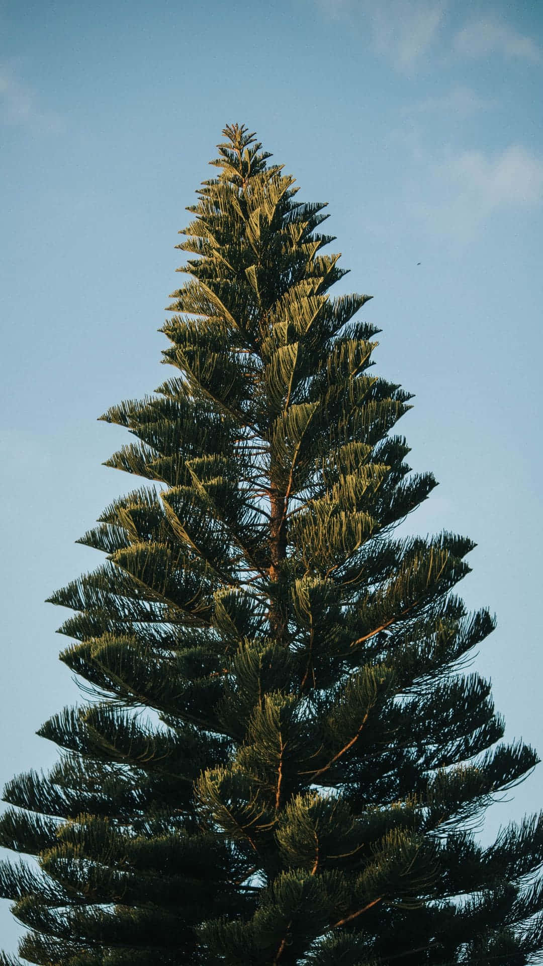 A Tree With Blue Sky Wallpaper