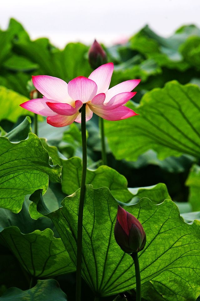 Lotus Flowers iPhone Wallpaper Background And Themes