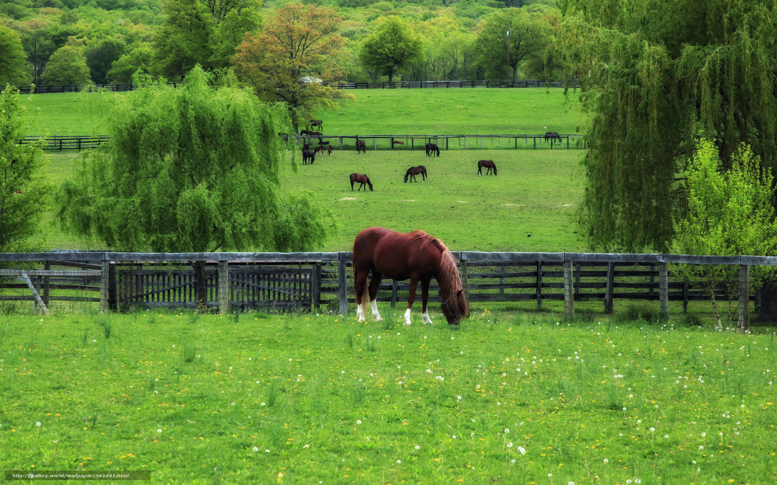 Wallpaper Horse Spring Angered By Grass Desktop