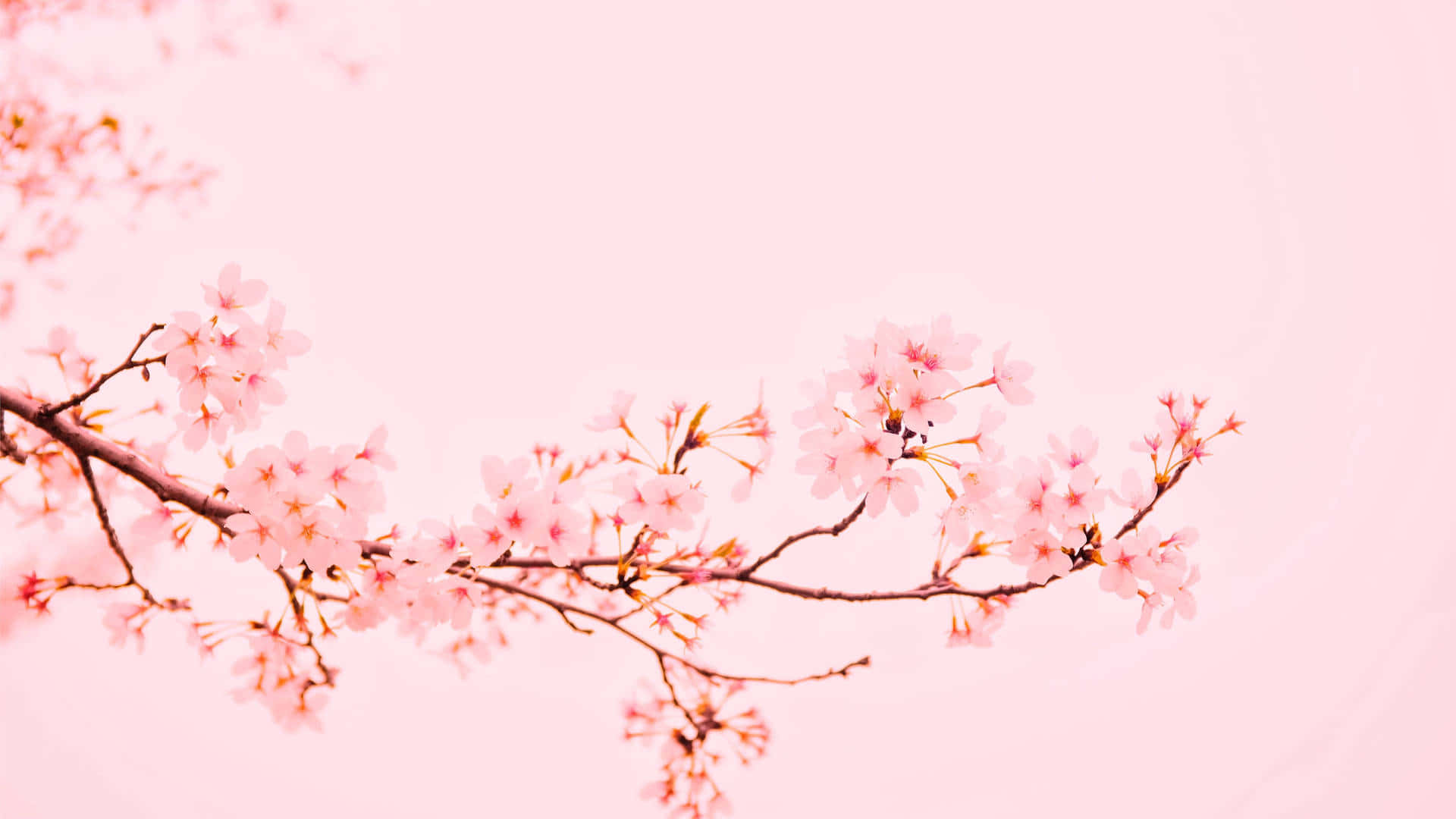 Plain Pink Desktop Wallpaper
