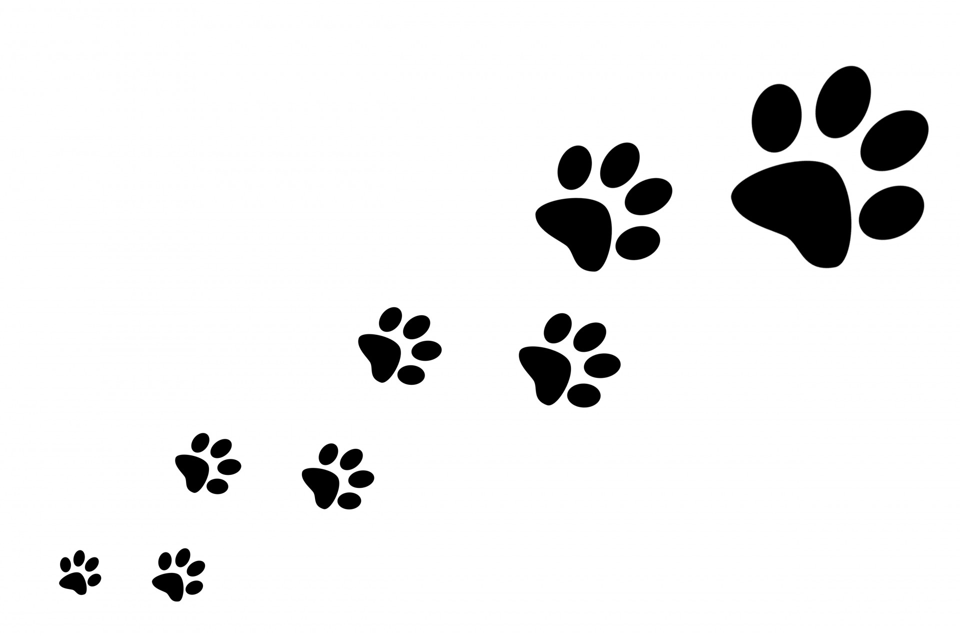 free-download-paw-prints-stock-photo-hd-public-domain-pictures