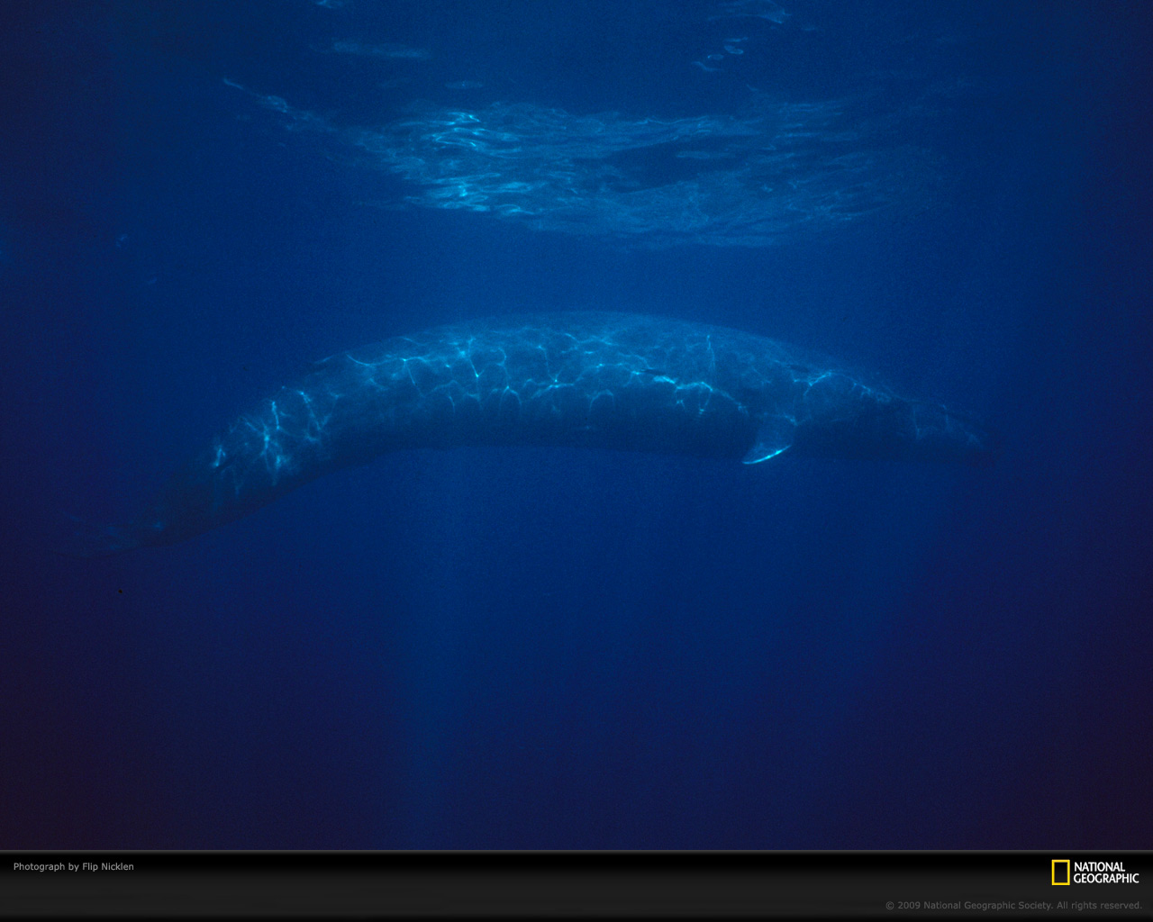Pics Photos Blue Whale Wallpaper Desktop Background