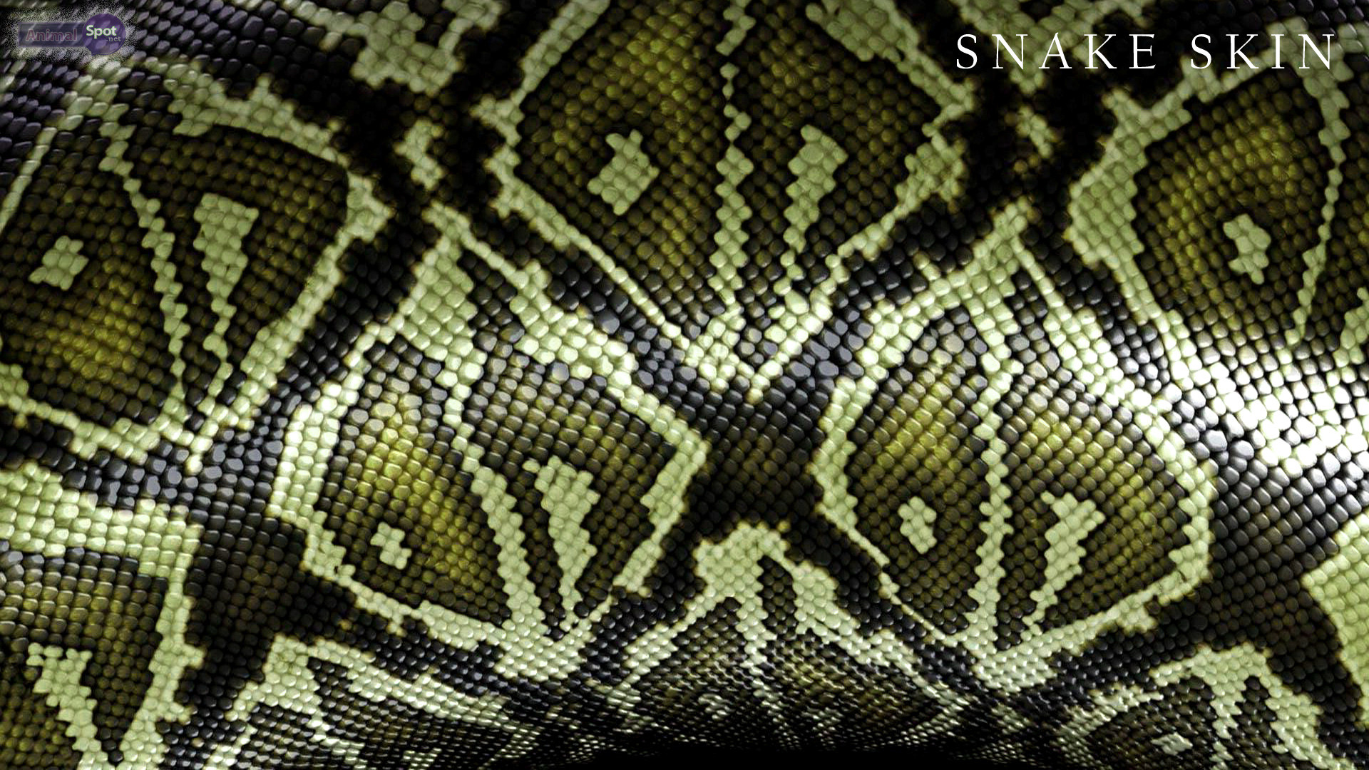 Anaconda Wallpaper