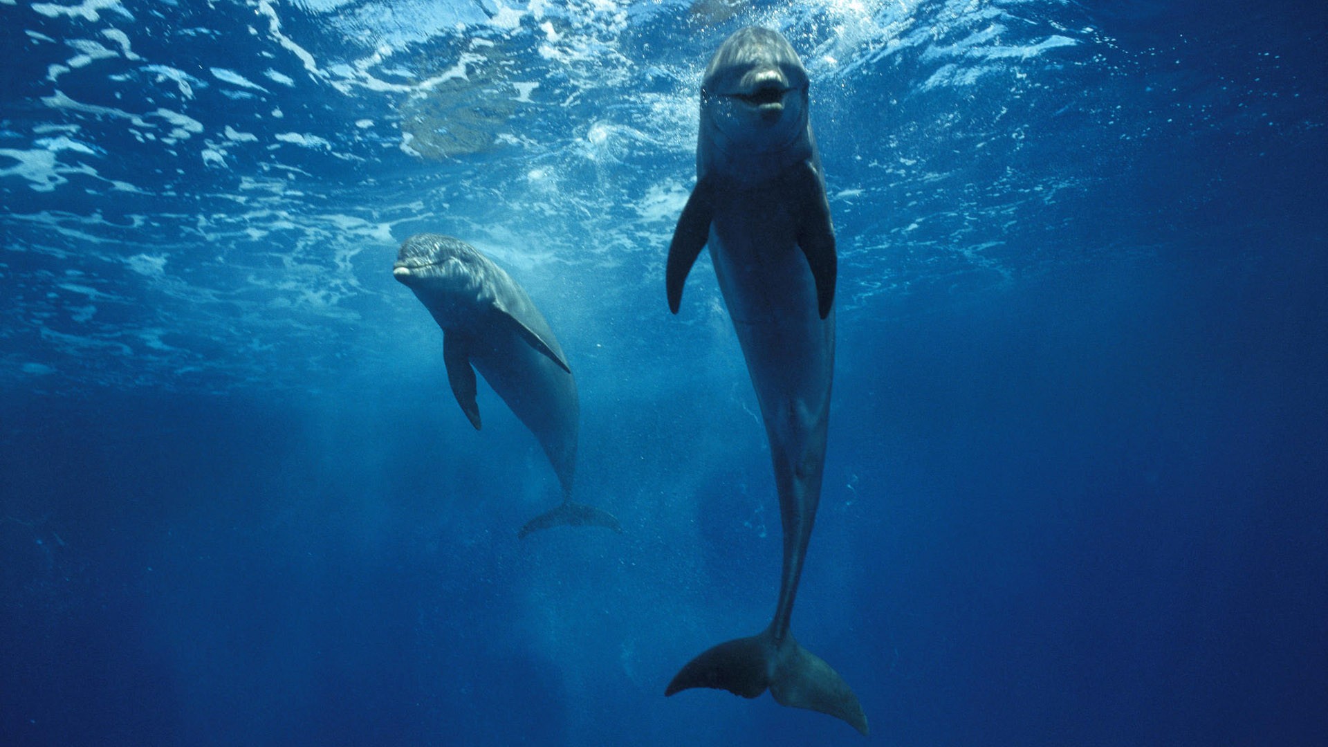 Beautiful Dolphins Dolphin Jump Image Of Moon