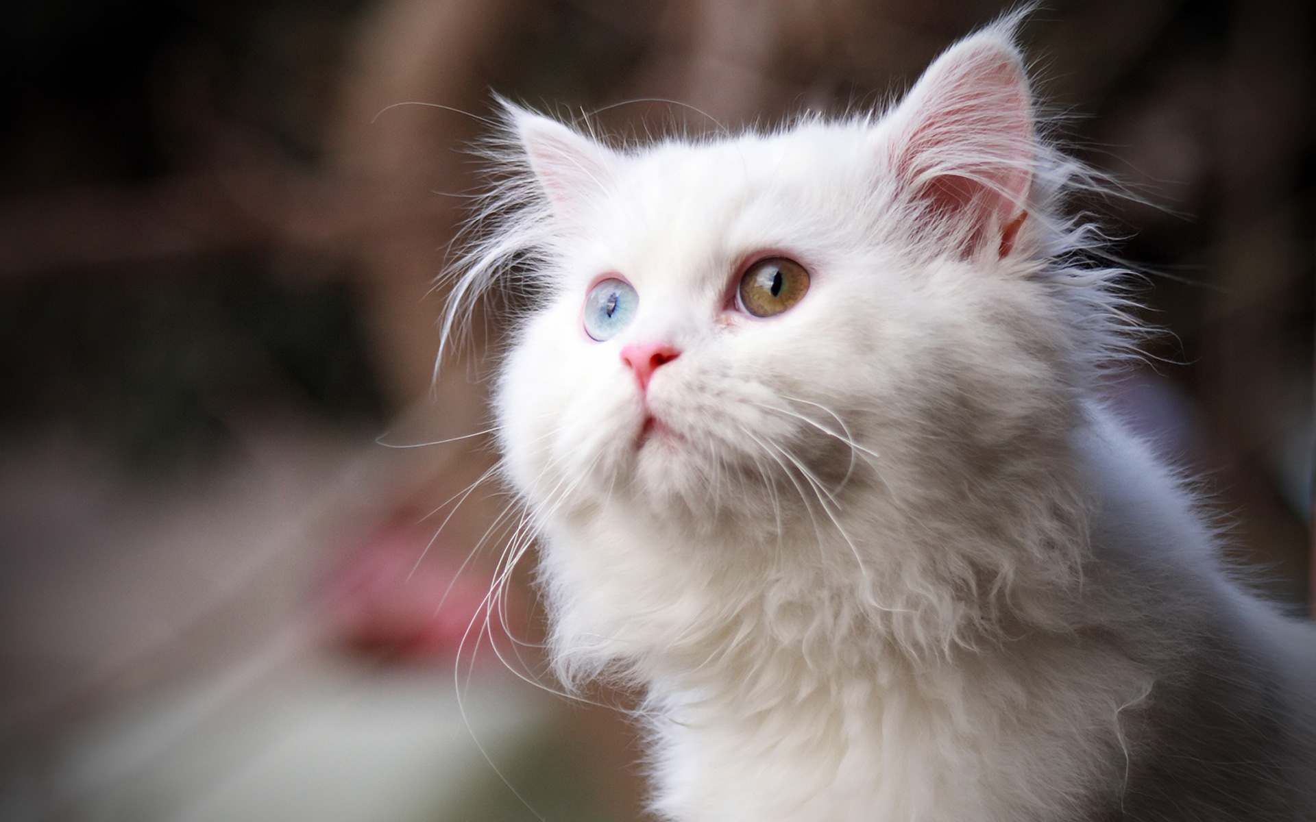 Cute White Cat With Different Eyes Wallpaper And Image
