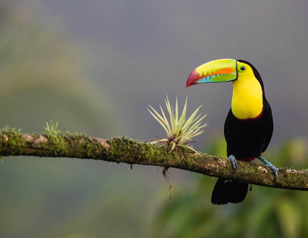 Costa Rica Pictures Image
