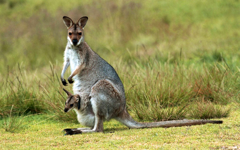 Kangaroo Desktop Wallpapers  Top Free Kangaroo Desktop Backgrounds   WallpaperAccess