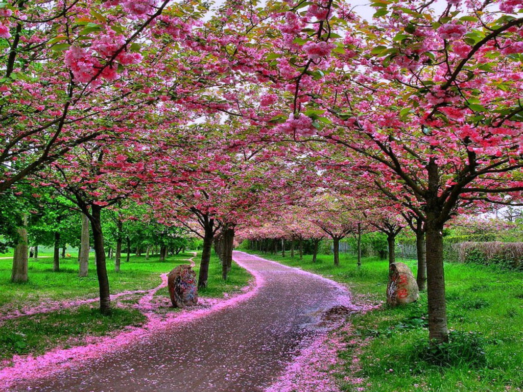 Beautiful Nature Wallpaper Pictures Of