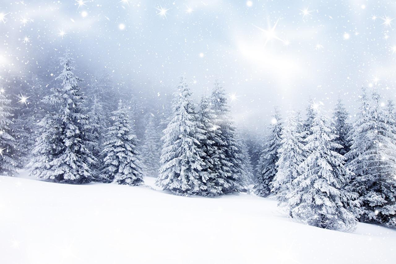 Desktop Wallpaper Winter Spruce Nature Snow Trees