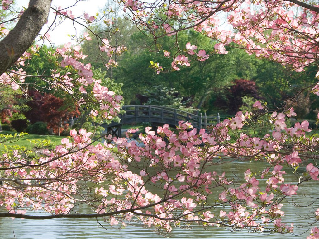 Where To See Cherry Blossoms In The U S Besides D C Cond