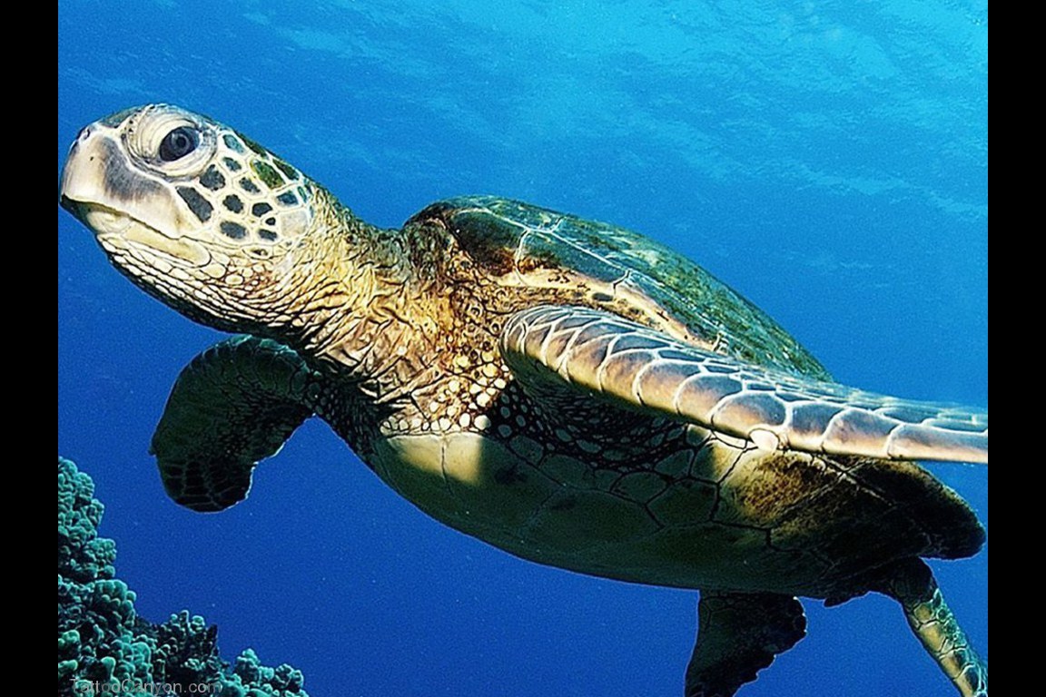 Green Turtle Screensaver Wallpaper Pictures