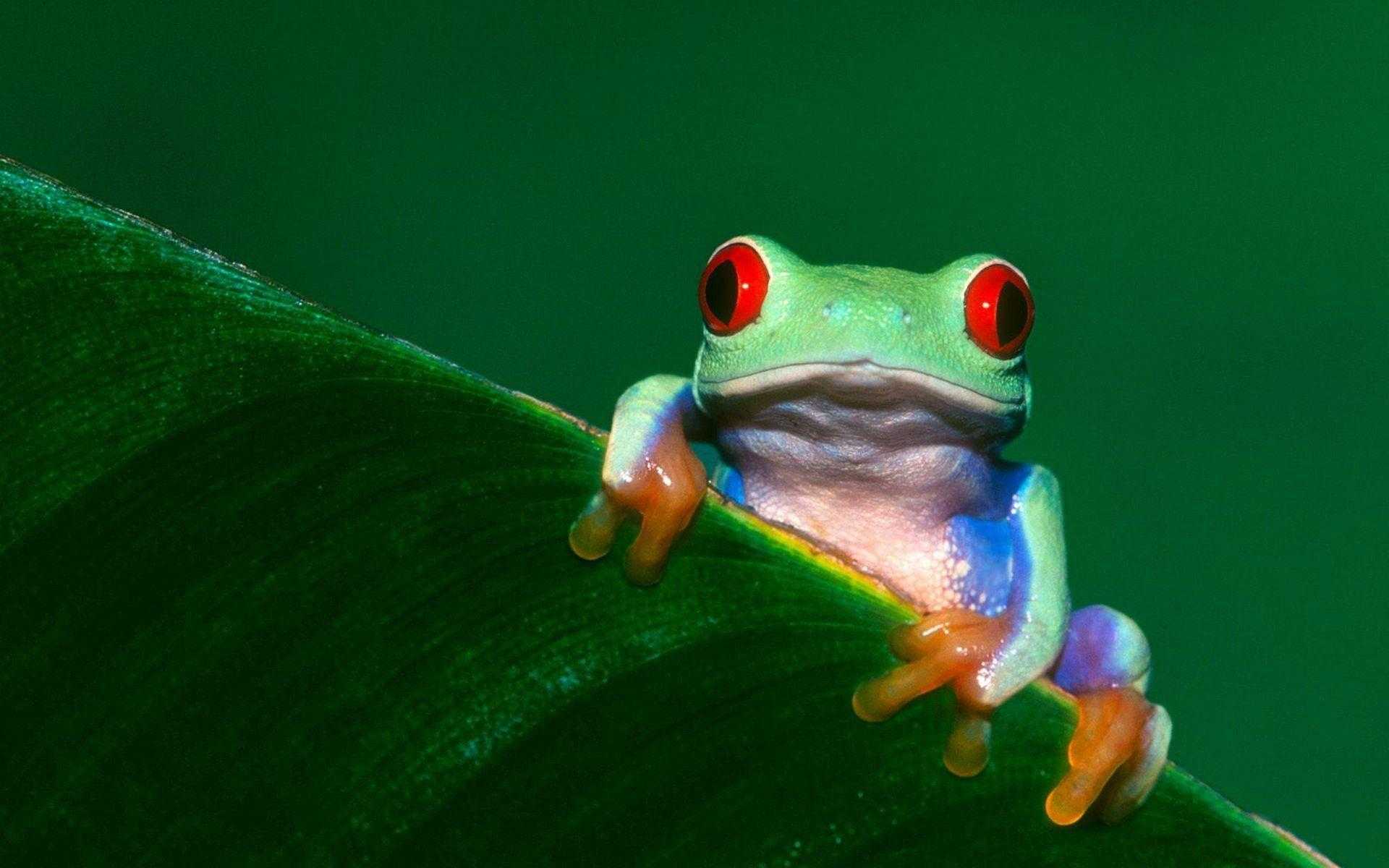 Frog Wallpaper