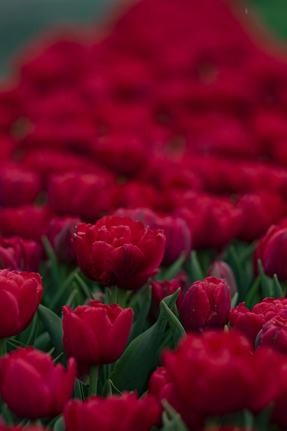 Red tulips in close up photography photo Free Red Image on