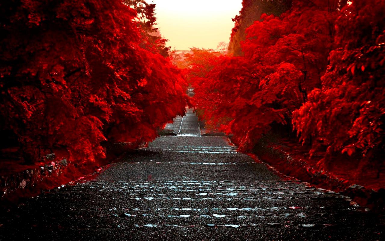Red Trees Along The Road Hq Wallpaper
