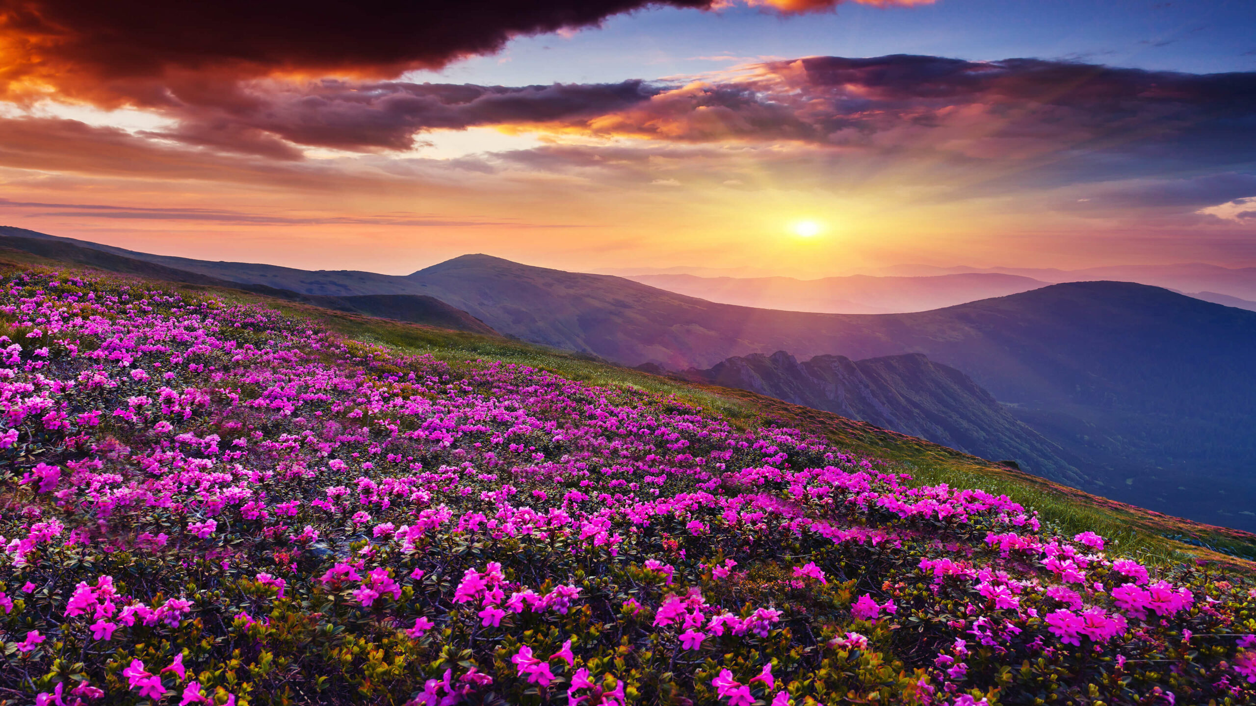 A breathtaking vista of vibrant pink rhododendrons blooming on a mountainside at sunset, creating a stunning natural wallpaper