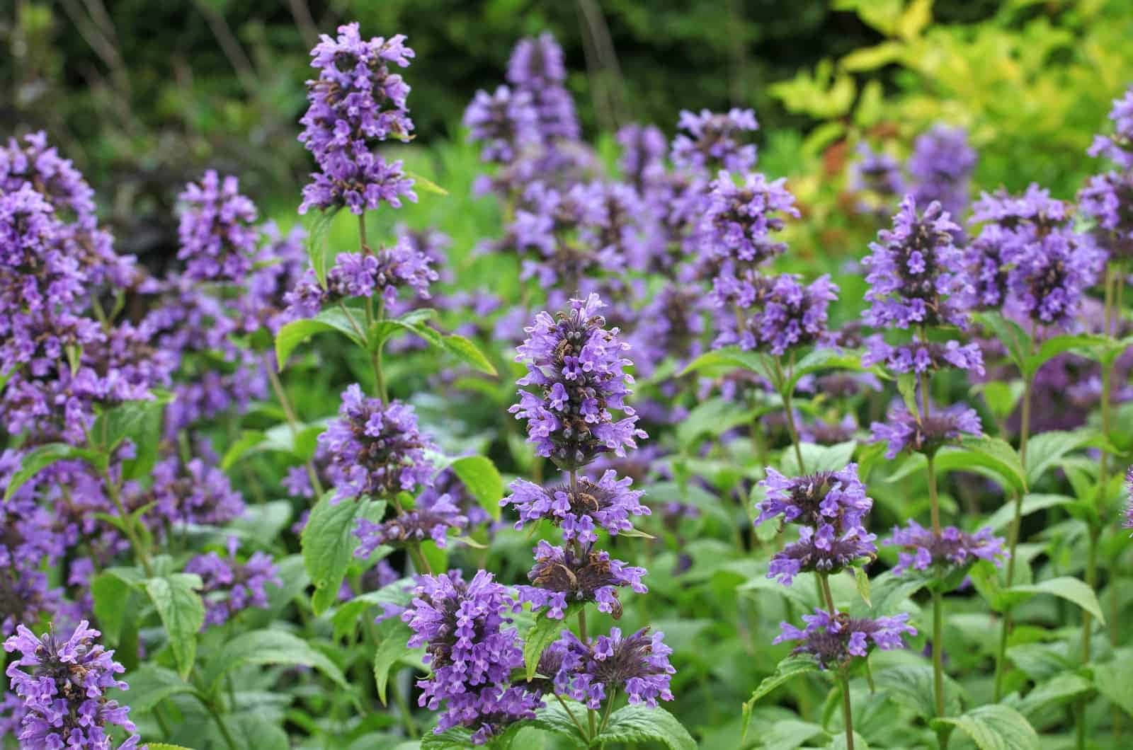 Image Enjoy Purple Licorice Wallpaper