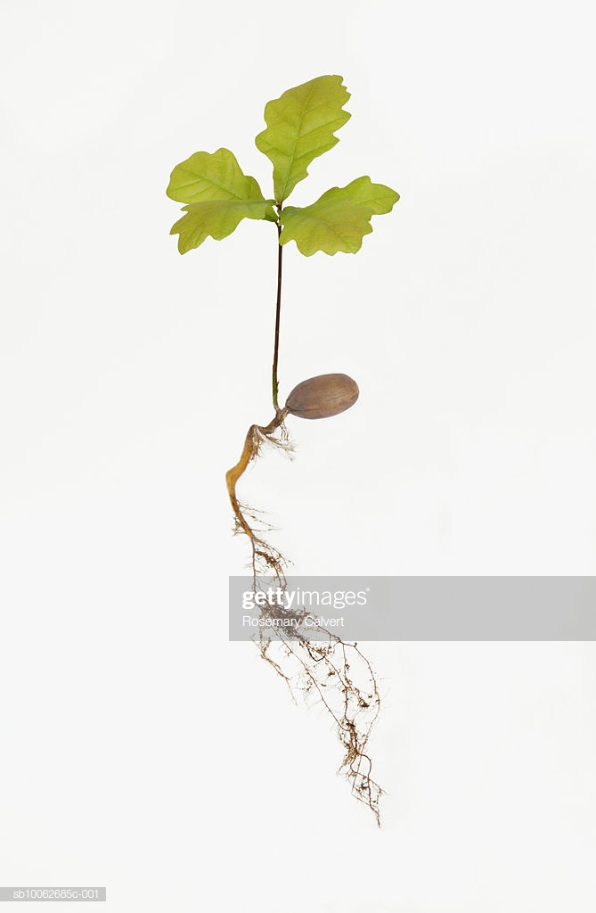 Oak Tree Sapling And Roots On White Background Stock Photo Getty