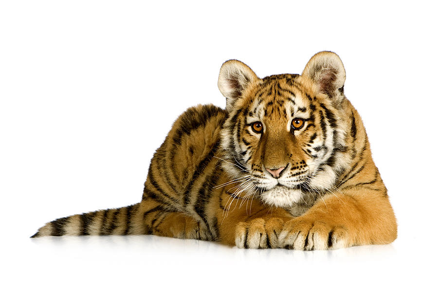 Cute Tiger Isolated On White Background Photograph By Wanlop Sonngam