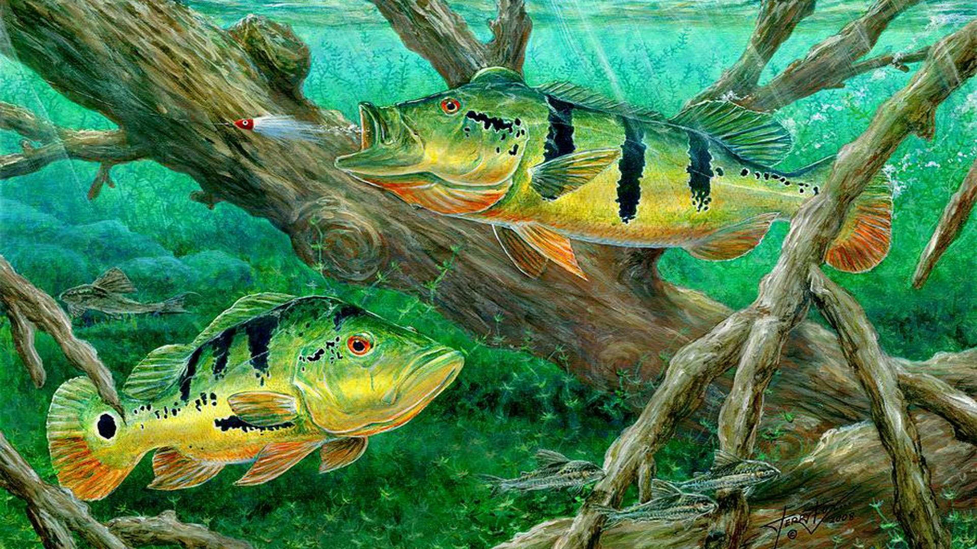 Bass Fishing Wallpapers HD   HD Wallpapers Backgrounds of 1920x1080
