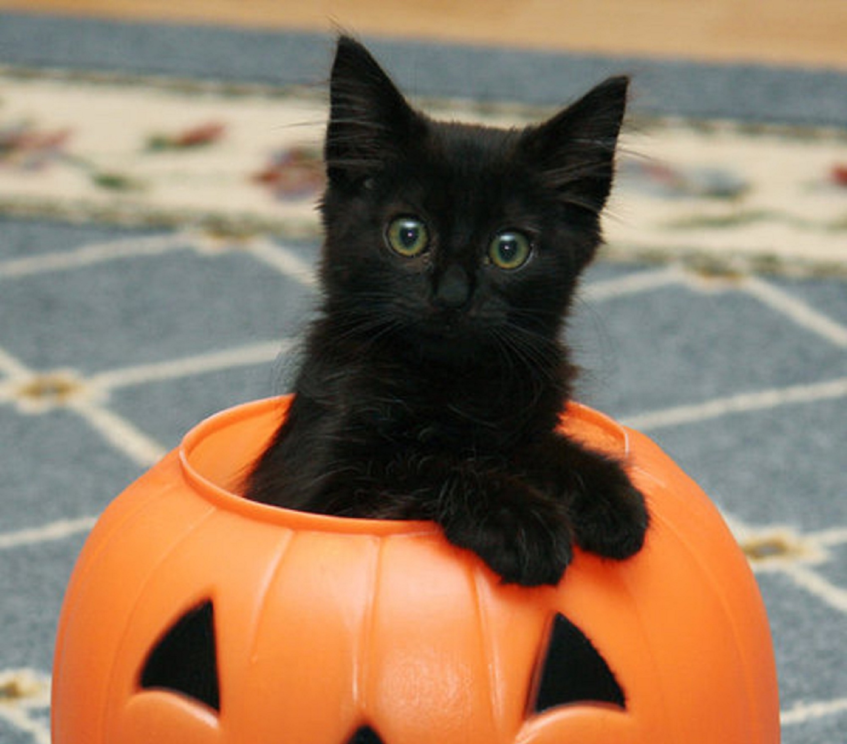 Boo Black Kitten For Halloween Wallpaper