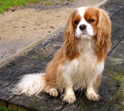 Cavalier King Charles Spaniel Ckcs Dog Breeders Profiles