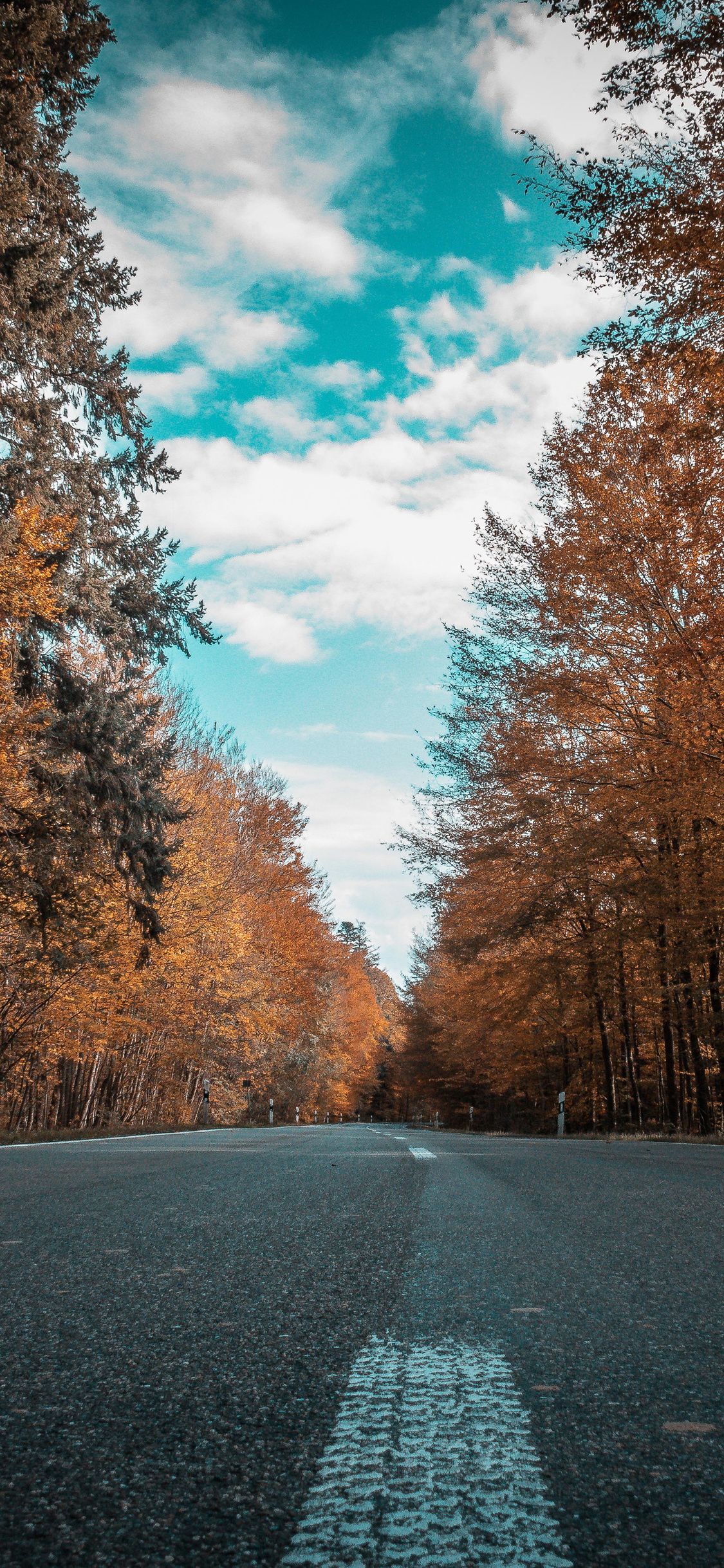 Alone Road Forest Autumn Golden Trees Ultra 4k iPhone Xs Wallpaper