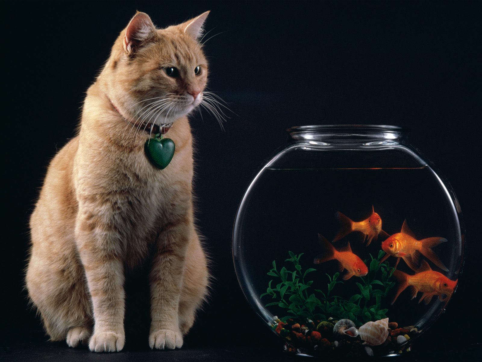 Desktop Wallpaper Gallery Animals Domestic Cat Or House