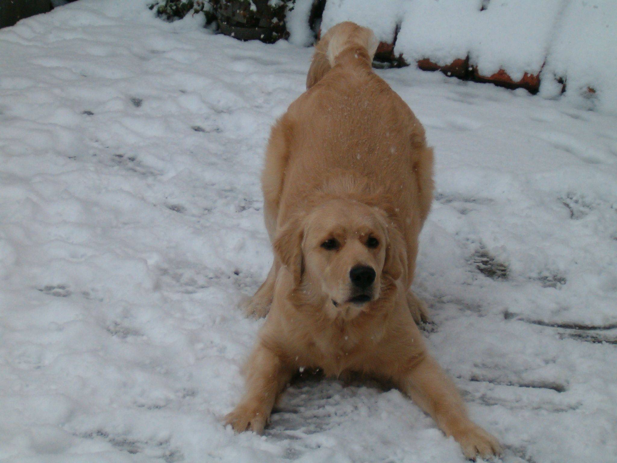 Snow Dog Image Picture