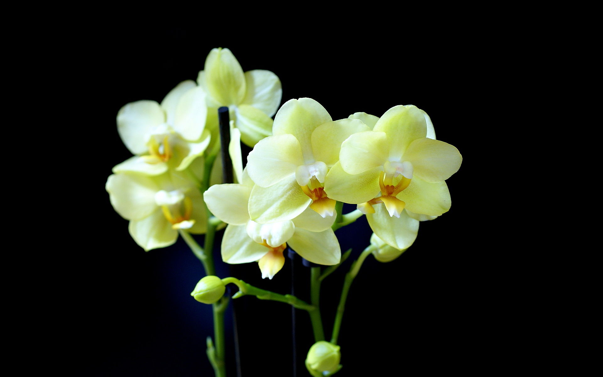 Yellow Orchid Wallpaper