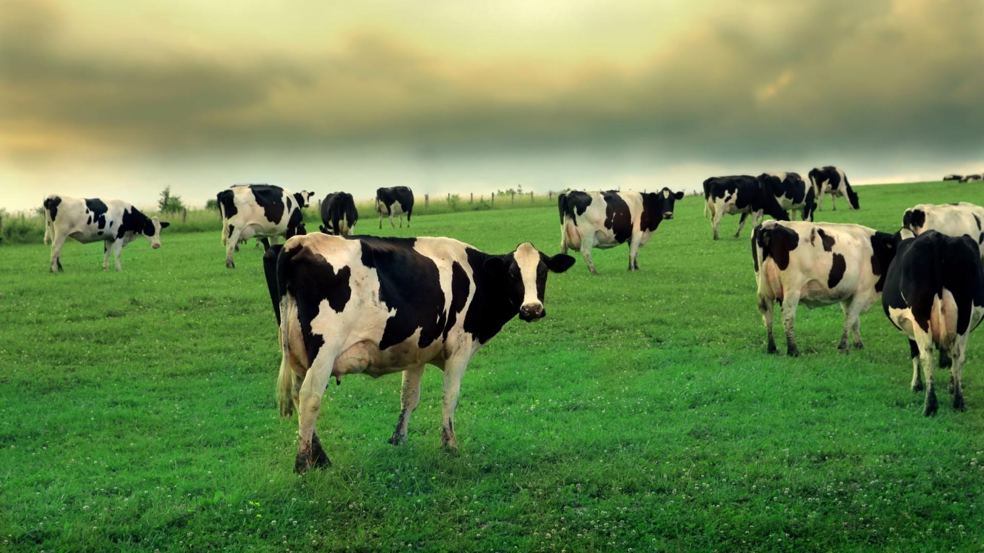 Cow Farm HD Wallpaper Photos