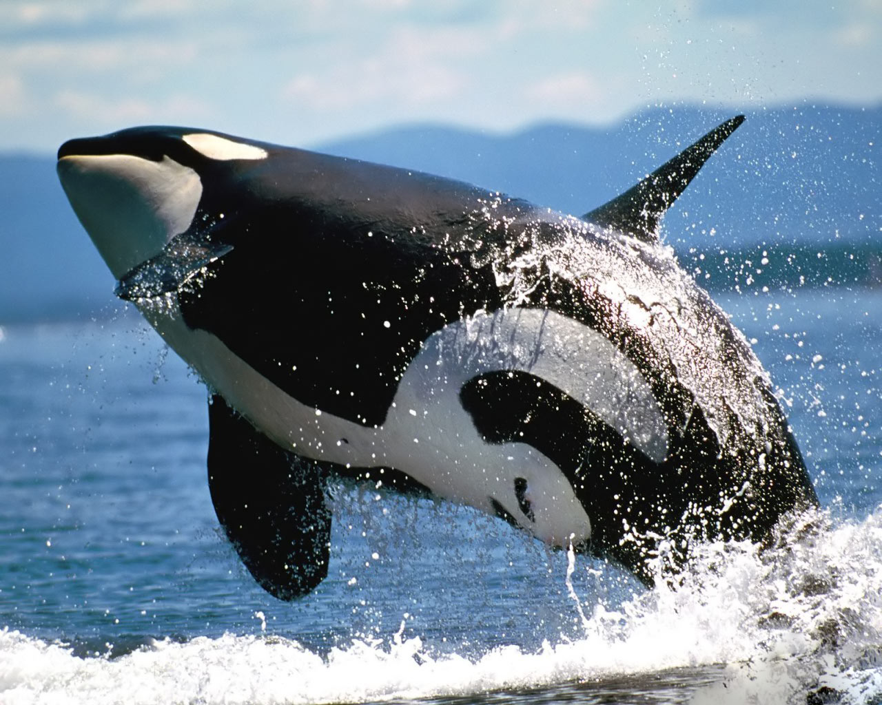 Killer Whales Wallpaper Fun Animals Wiki Videos Pictures Stories