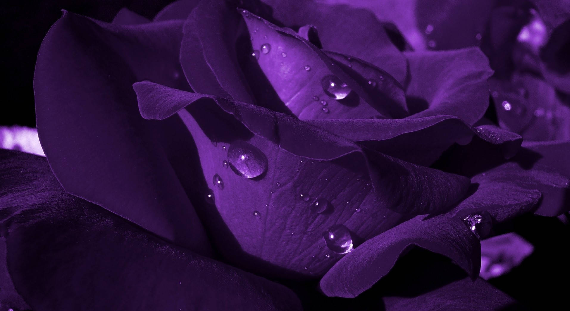 Purple Flower Desktop Wallpaper