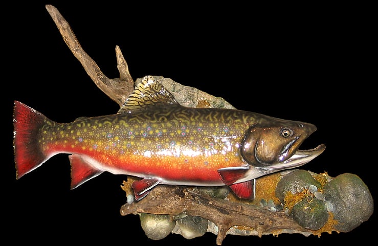Brook Trout Pictures 739x481