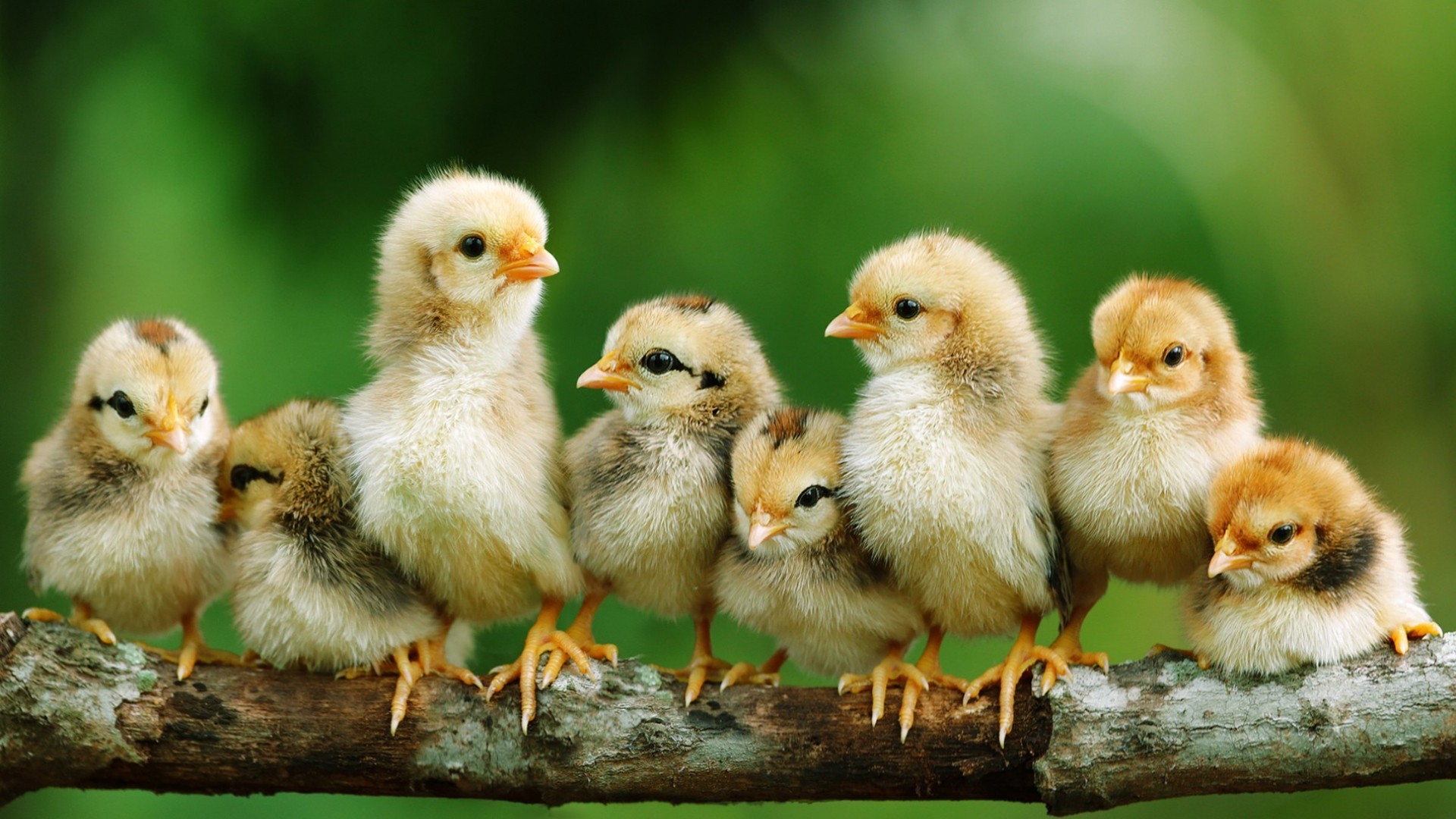 Baby Chicks Wallpaper Image