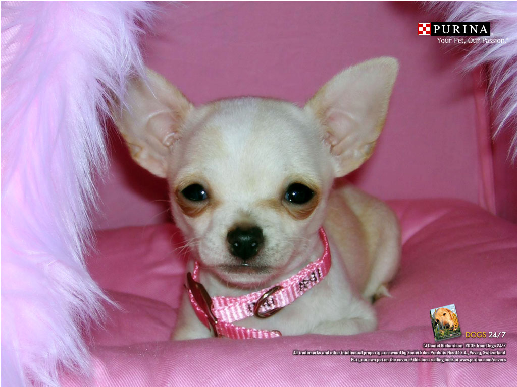 Chihuahua Dogs Wallpaper Funny
