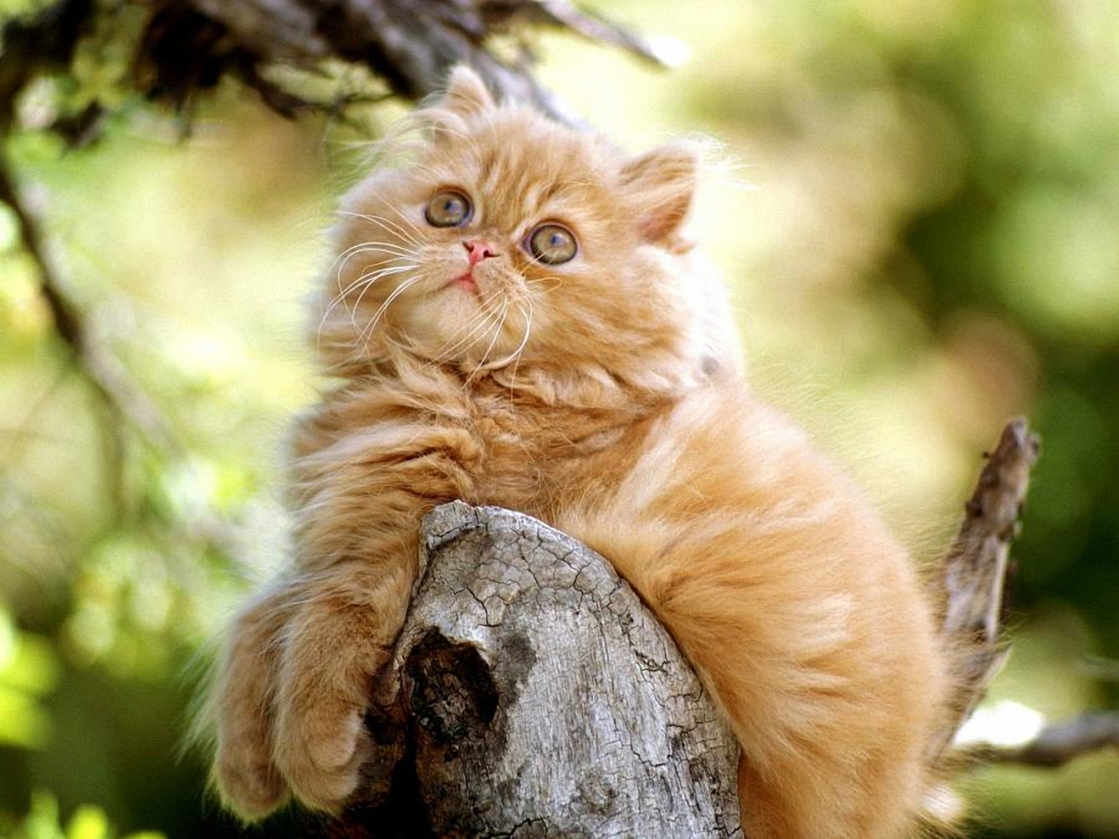Cute Chubby Cat Wallpaper HD