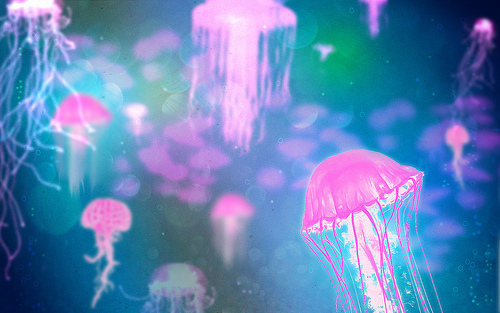 Jellyfish Wallpaper Photo Sharing