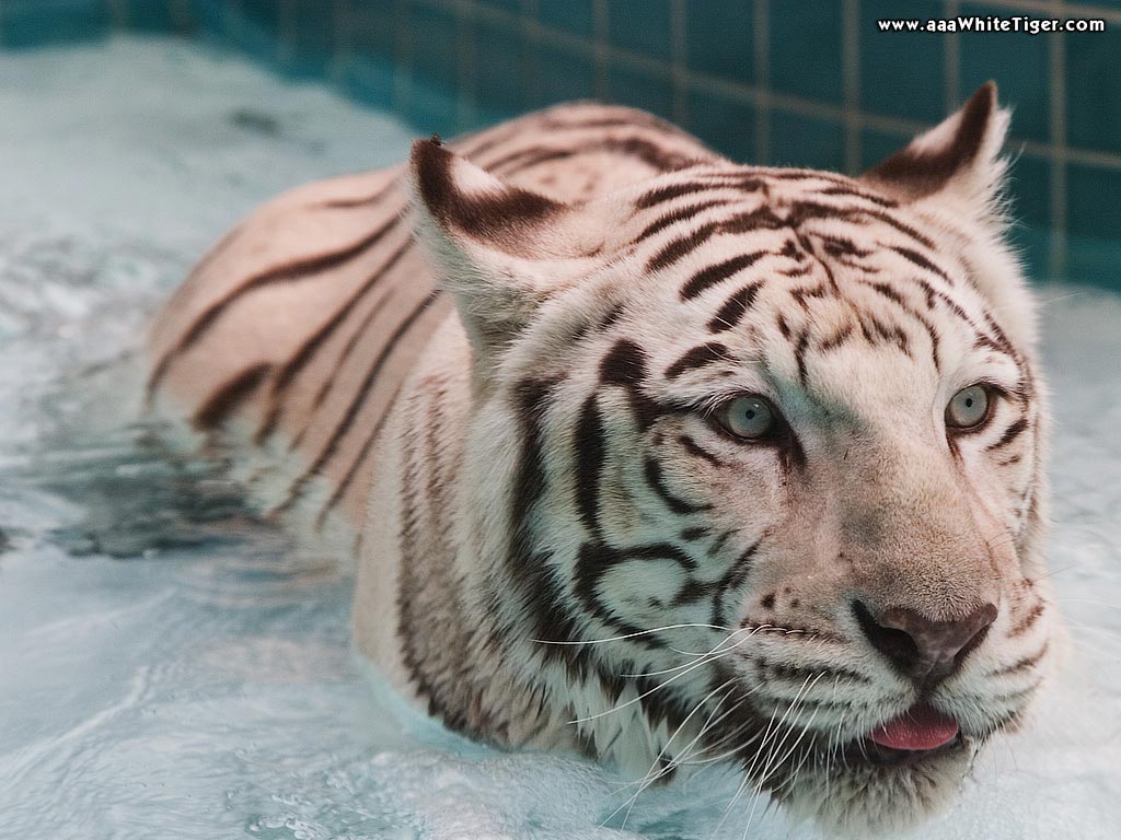 Water Tiger Wallpaper White In