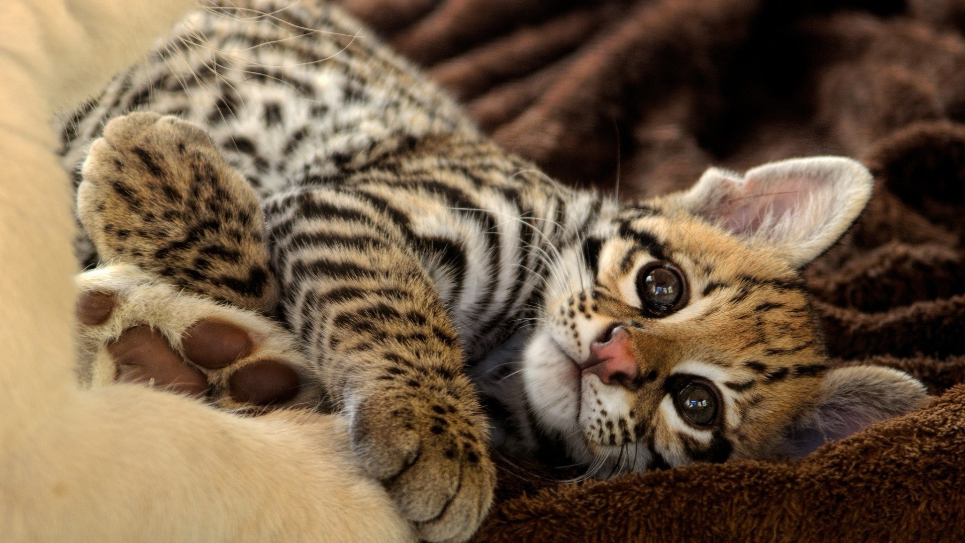 9 Ocelot HD Wallpapers Background Images 1920x1080