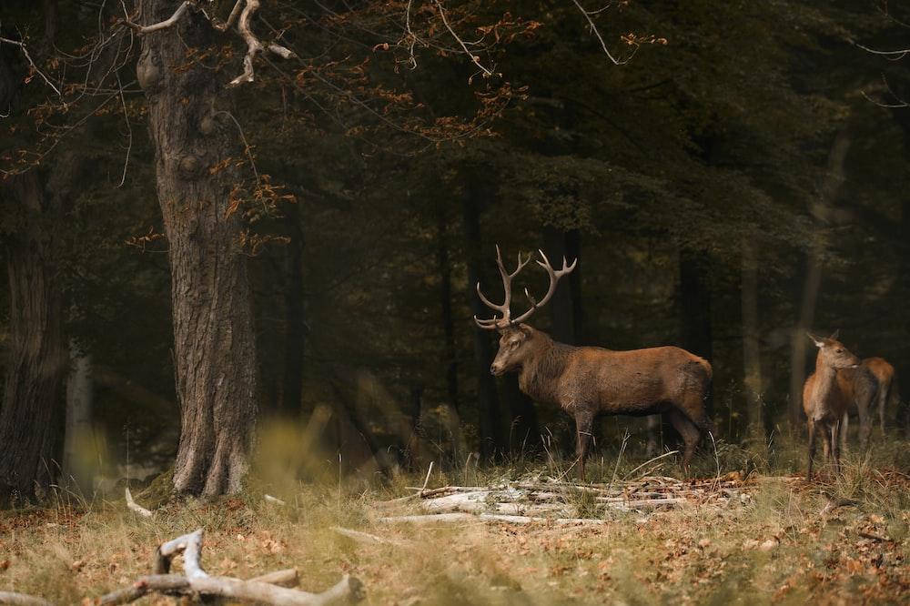 A Couple Of Deer Standing Next To Each Other In Forest Photo