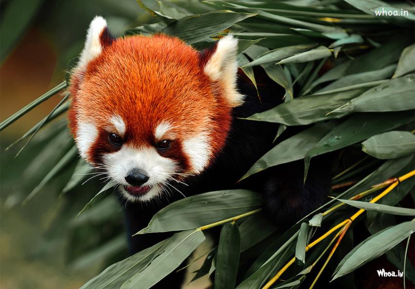 Red Panda Baby HD Wallpaper Animale Birds Wild Animales