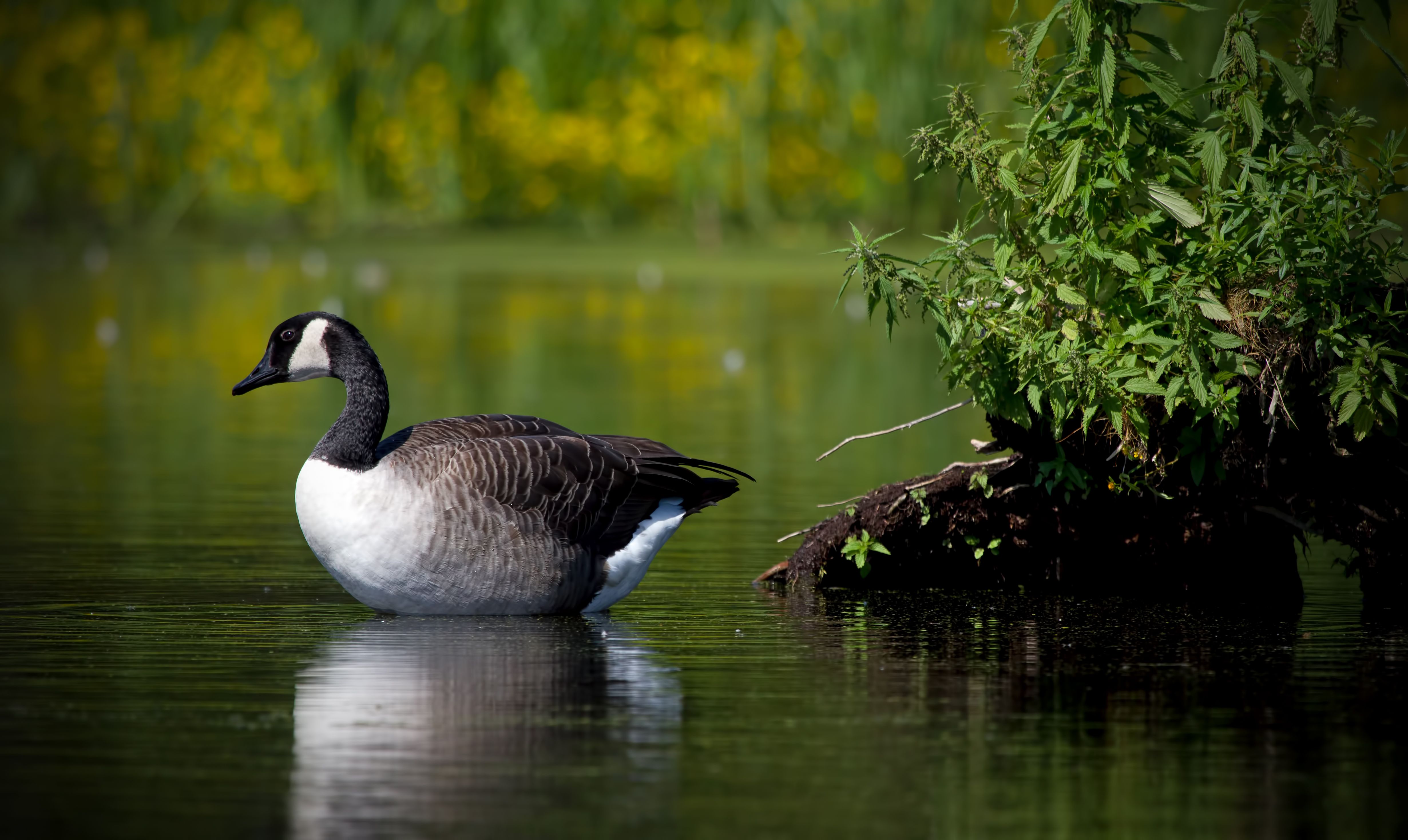 Animal Canada Goose 4k Ultra HD Wallpaper