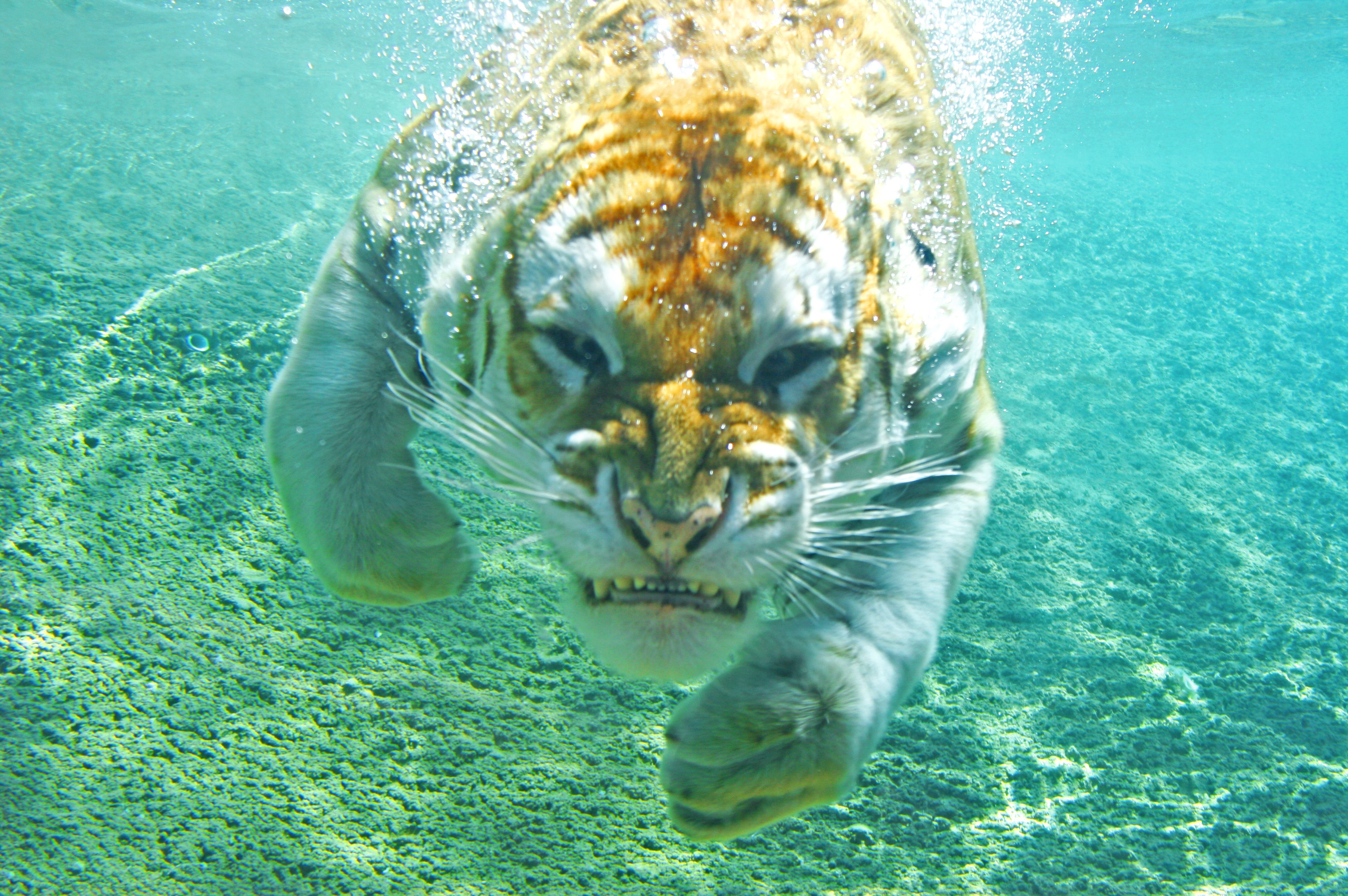 a bengal tiger swimming underwater Full HD Wallpaper and 3504x2331