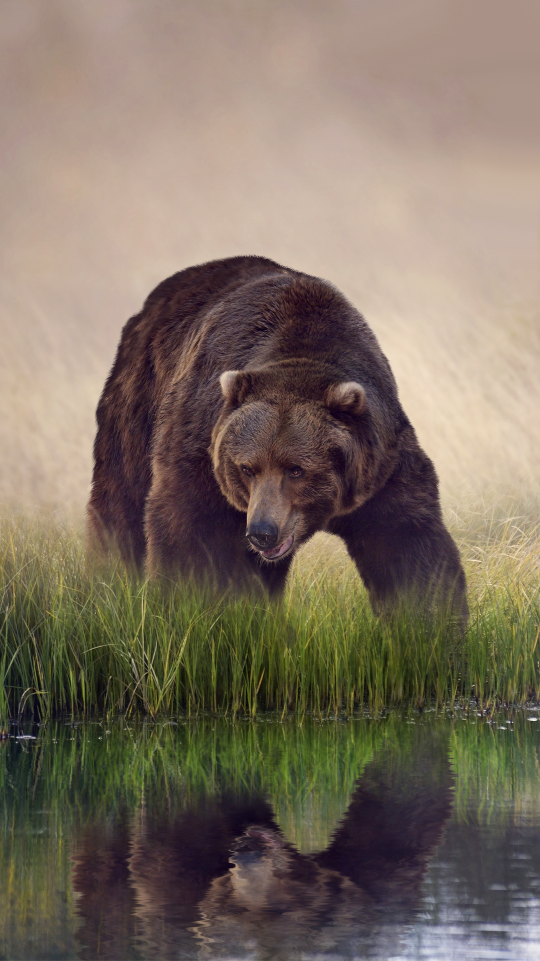 Brown Bear iPhone 6s Plus Wallpaper Gallery Yopriceville High